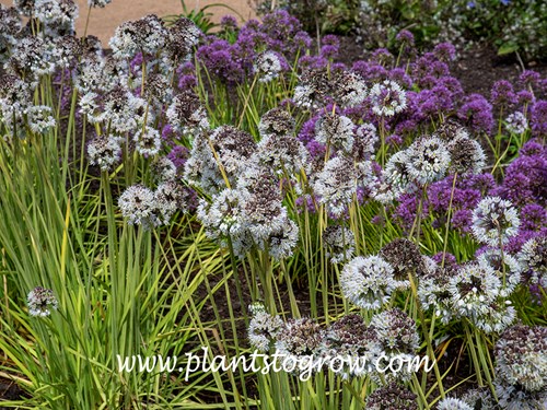 Falling Stars Allium (Allium cernuum)
This plant is a better garden perennials than the native species.